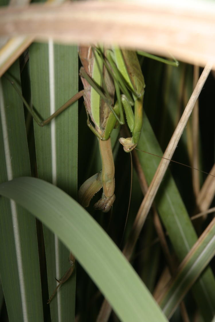 pair of mating Chinese mantids Tenodera sinensis seen within thicket of pampas grass