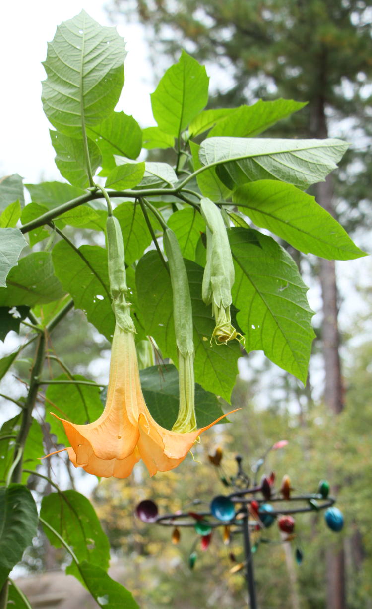 trumpet flower Brugmansia alongside garden mobile