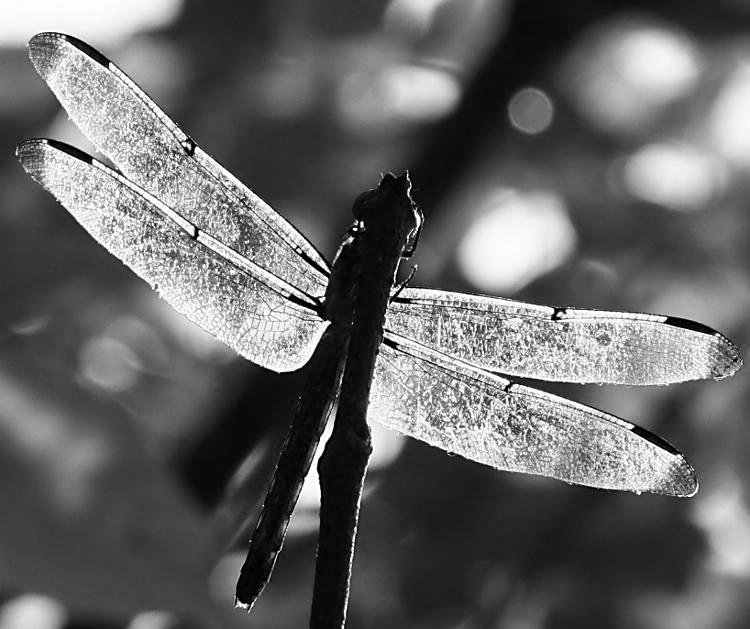 unidentified backlit dragonfly from green channel only