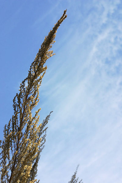 pampas grass blooms against almost-matching cirrus clouds