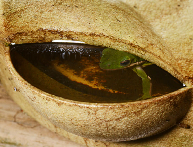 green treefrog Hyla cinerea under water surface in planter reservoir