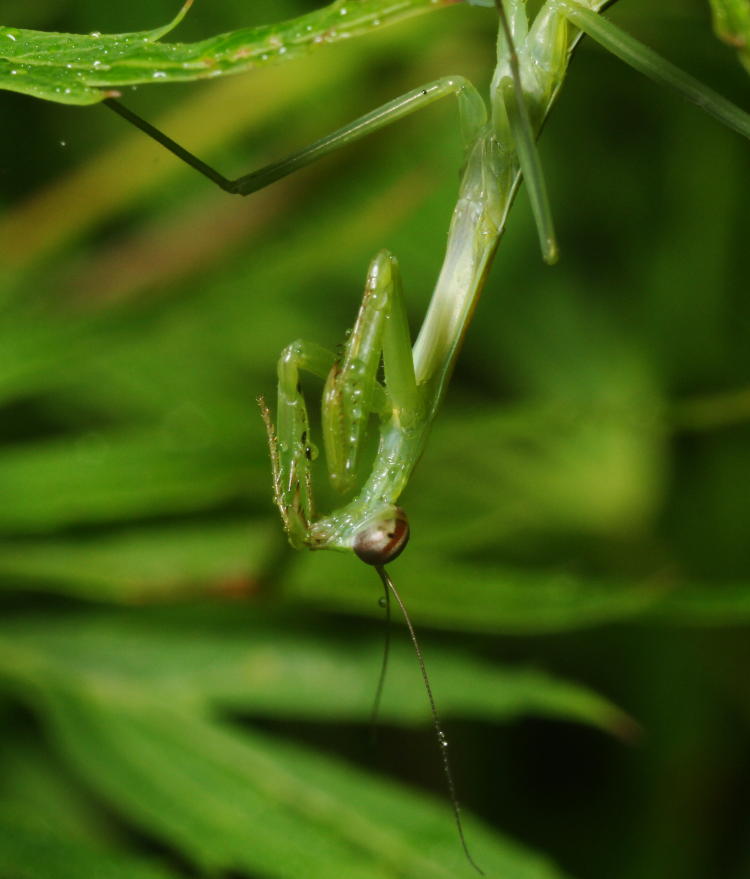 Chinese mantis Tenodera sinensis sipping water from a foreleg