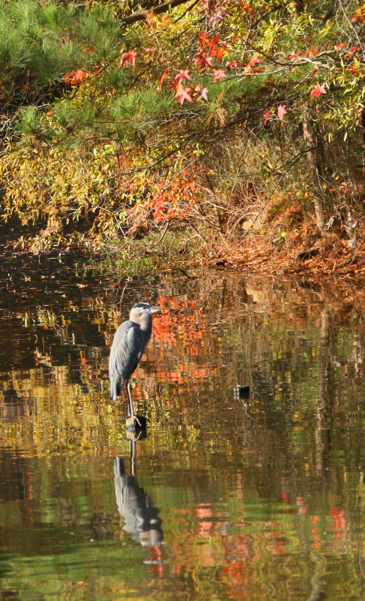 great blue heron Ardea herodias with smidgen of fall colors and reflections