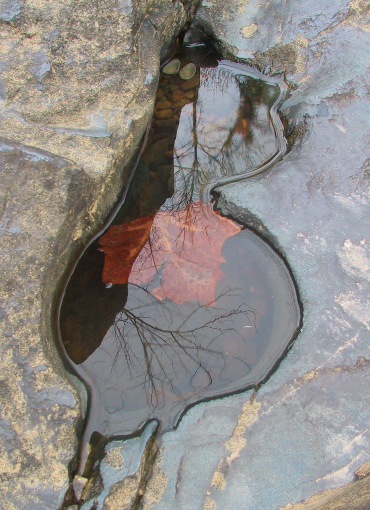 leaf within tiny pool in rock hollow with reflections