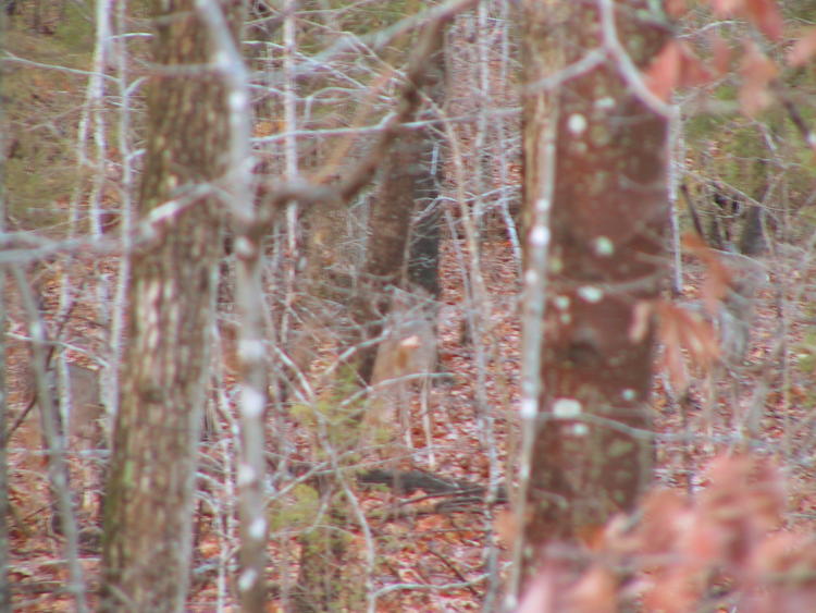 white-tailed deer Odocoileus virginianus virtually hidden in wooded area