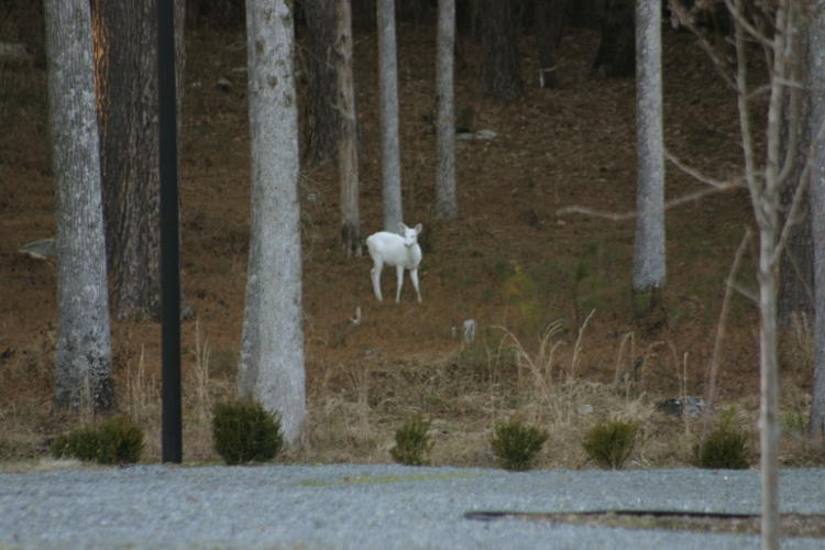 albino white-tailed deer Odocoileus virginianus in clearing