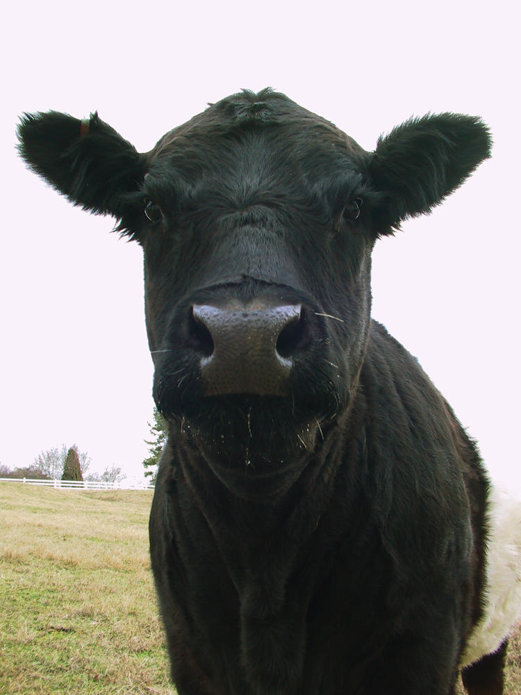 up the nostril shot of a belted galloway cow at Fearrington Village, NC