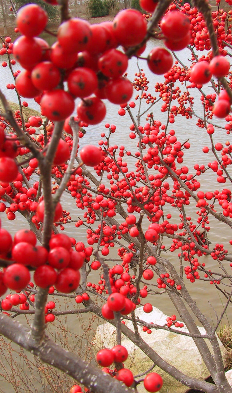 a profusion of unidentified red berries