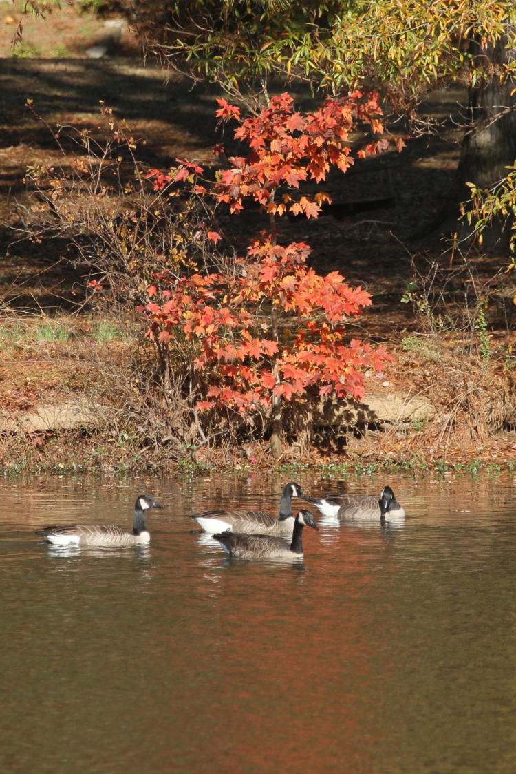 Canada geese Branta canadensis in front of fall foliage on American sweetgum Liquidambar styraciflua