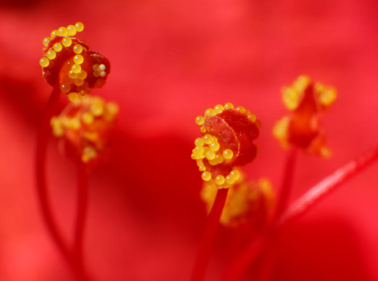 pollen within four-o'clock blossoms