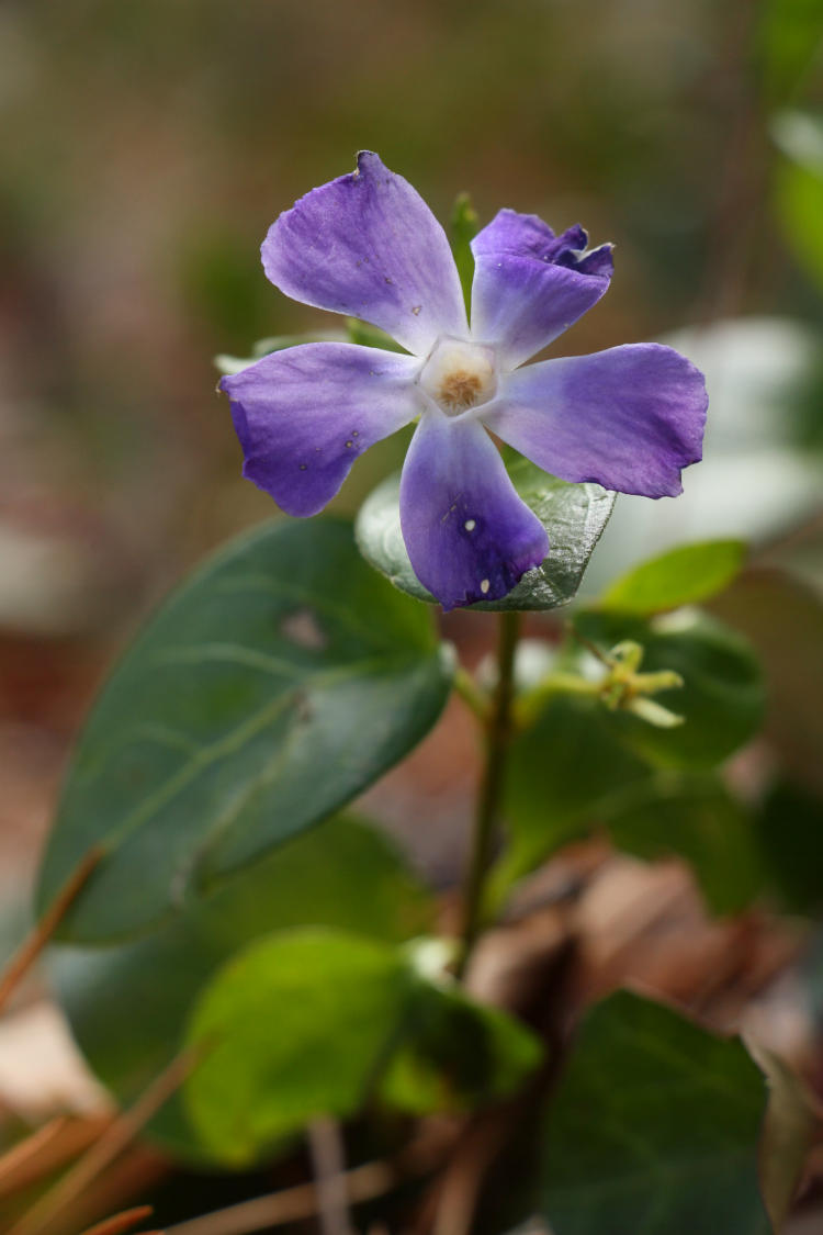 January phlox or maybe periwinkle bloom