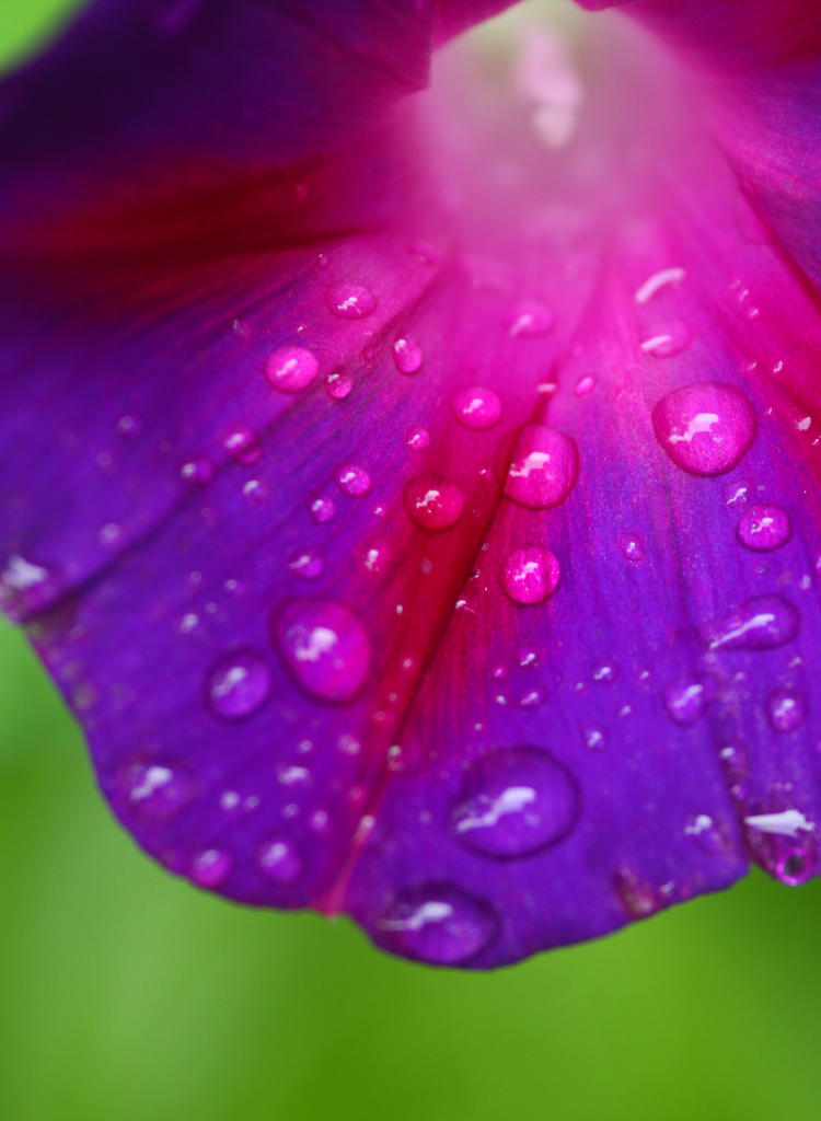 morning glory with rain