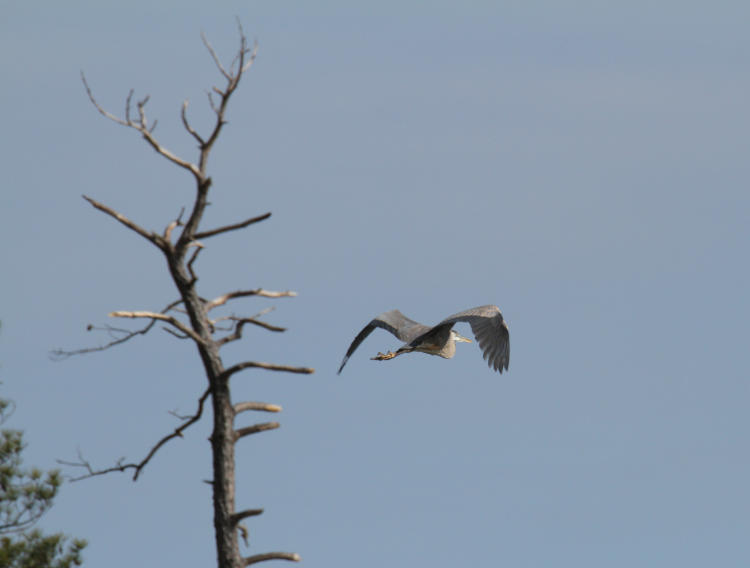 great blue heron Ardea herodias passing familiar dead tree