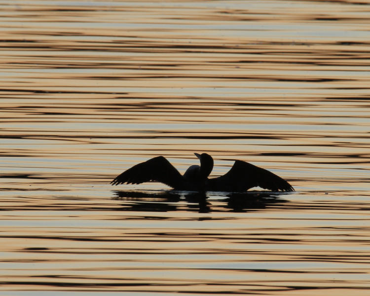 unidentified waterfowl flapping on the surface
