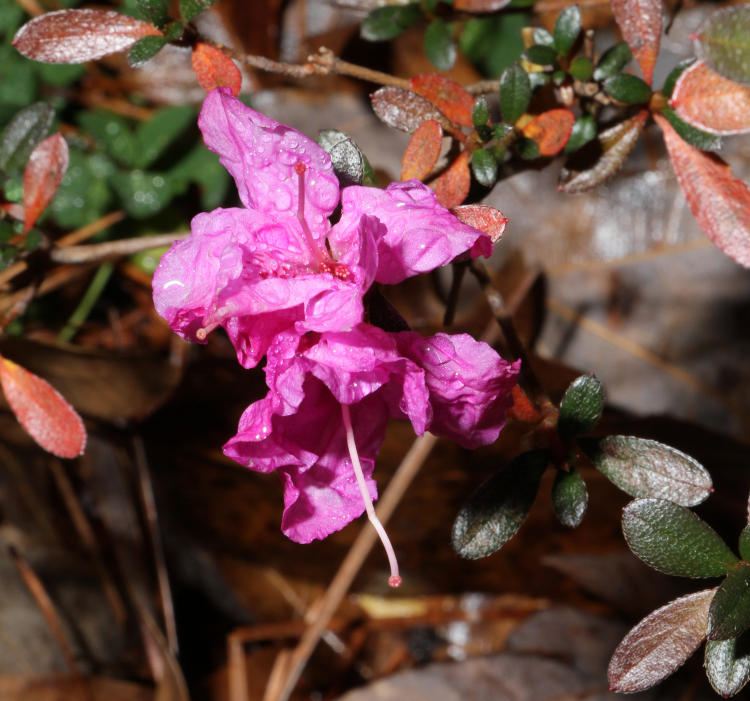 December azalea flowers