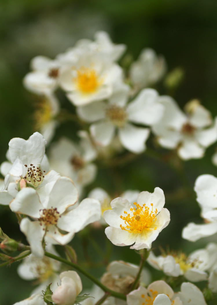 possibly cherry blossoms