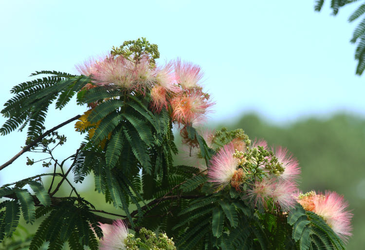 mimosa blossoms against pale sky