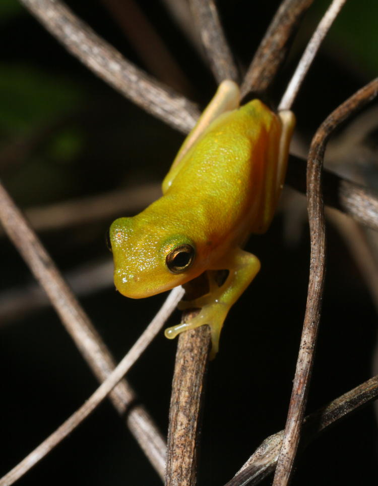 juvenile green treefrog Hyla cinerea on thin branches