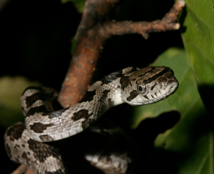 juvenile black rat snake eastern rat snake Pantherophis alleghaniensis in alert pose