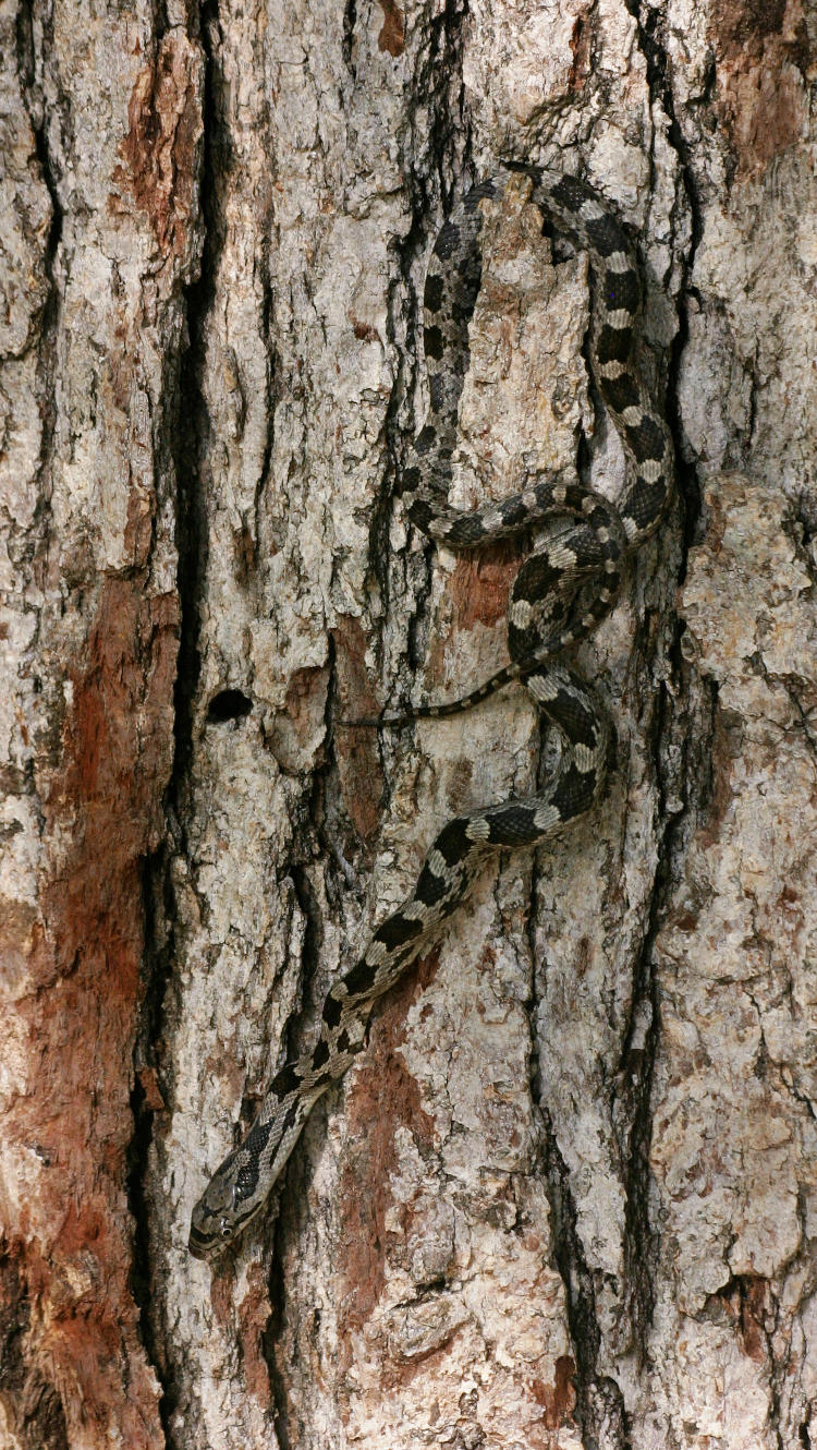 juvenile black rat snake eastern rat snake Pantherophis alleghaniensis clinging to tree bark