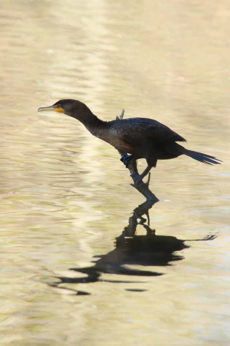 female double-crested cormorant Phalacrocorax auritus on snag just before entering water