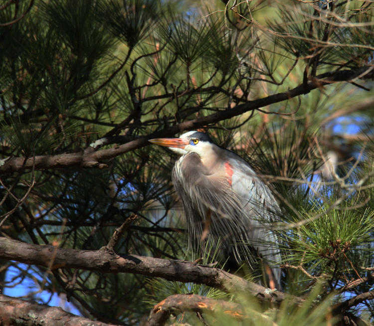 great blue heron Ardea herodias perched in longneedle pine thicket