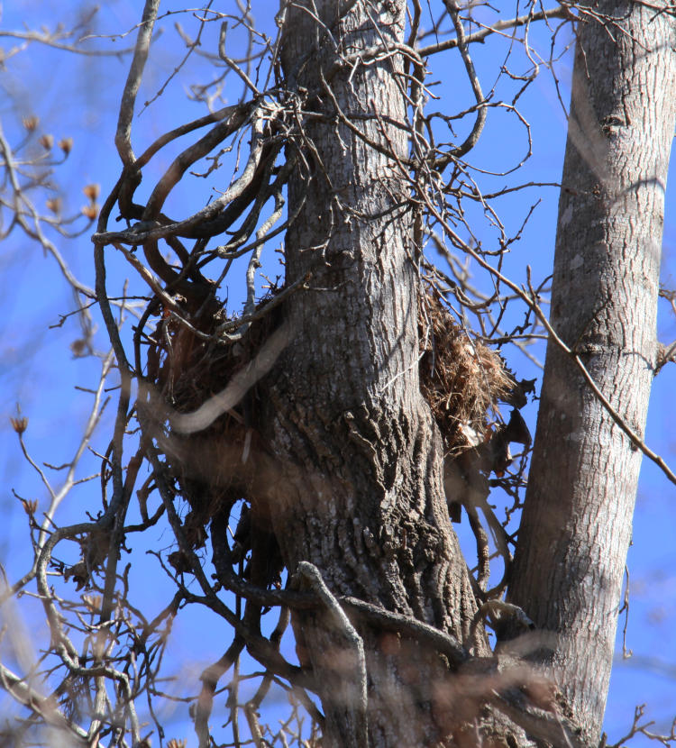 unidentified, but possibly red-shouldered hawk's nest