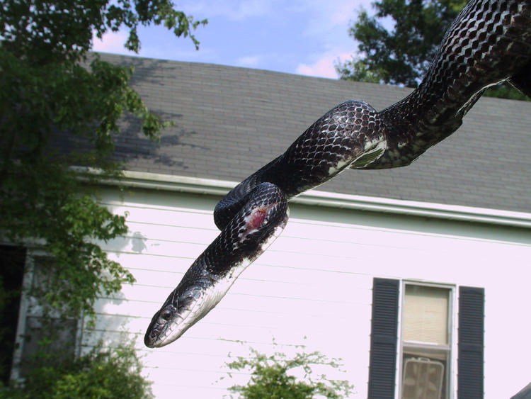black rat snake eastern rat snake Pantherophis alleghaniensis showing recent injury