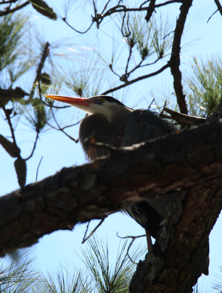 great blue heron Ardea herodias trying to remain unobtrusive in tree