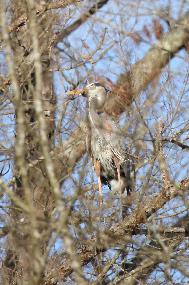 great nlue heron Ardea herodias in cluttered bare tree