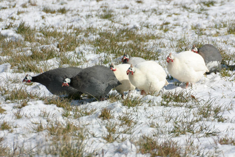 guinea hens appearing stoic in the snow