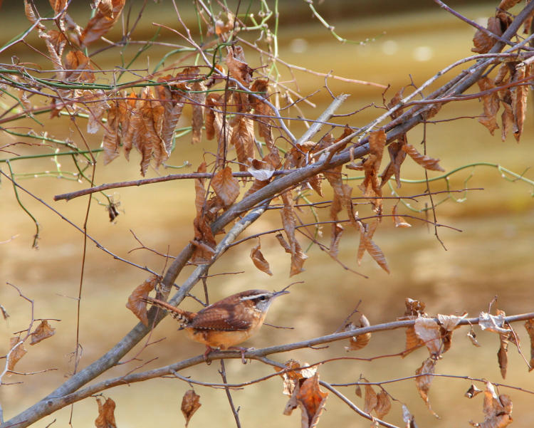 Carolina wren Thryothorus ludovicianus not quite posing