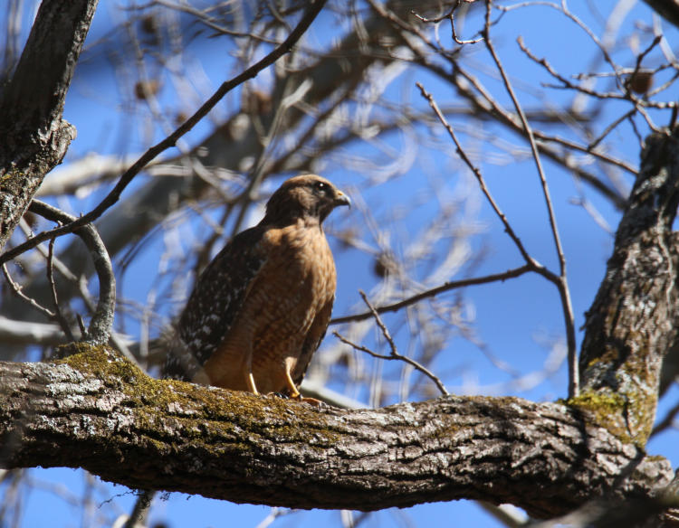 red-shouldered hawk Buteo lineatus enjoying the sun, maybe