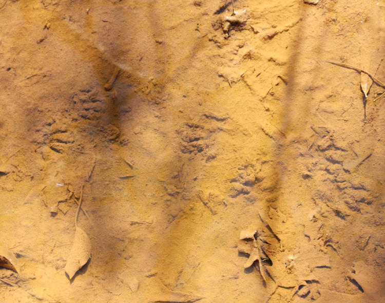 tracks of North American raccoon Procyon lotor in shallow mud puddle