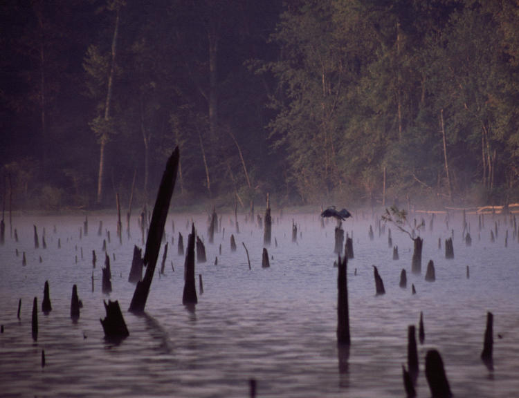 great blue heron Ardea herodias landing on stump field on foggy morning