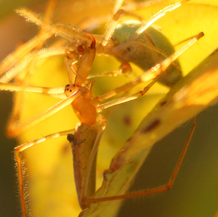 long-jawed orb weavers Tetragnatha during courtship