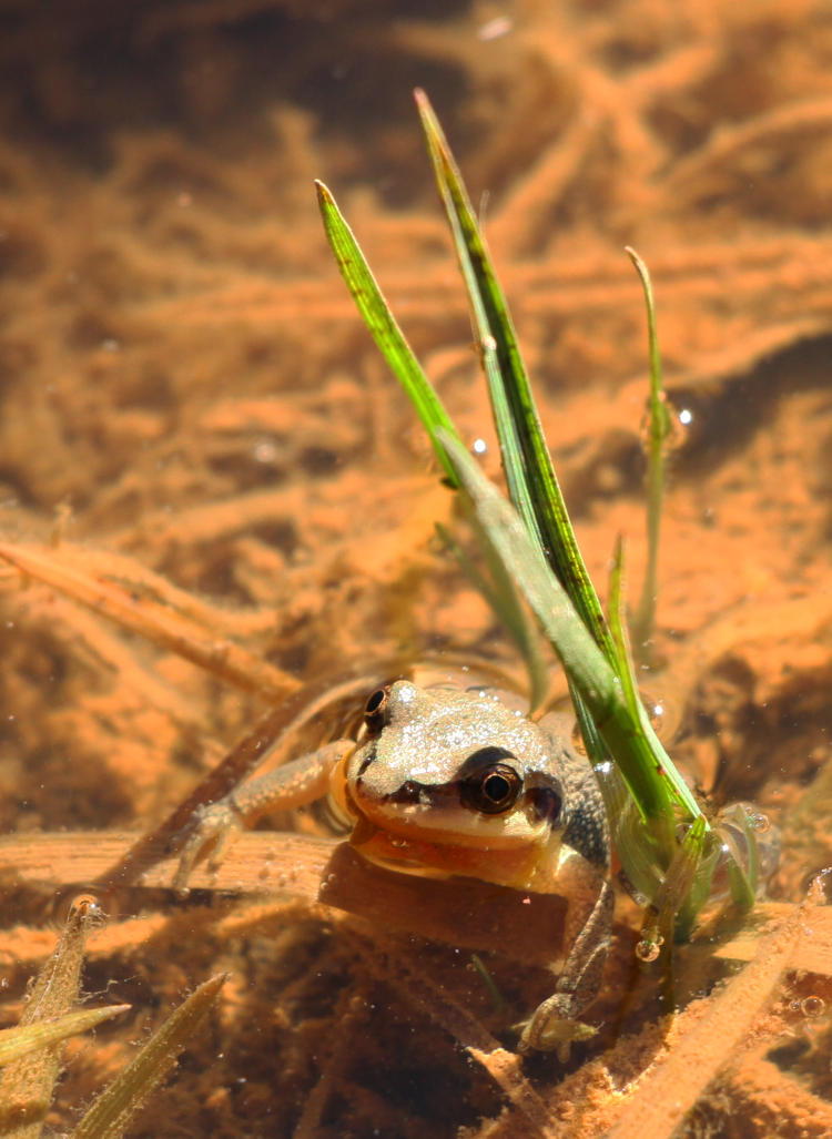 upland chorus frog Pseudacris feriarum peeking from water for portrait