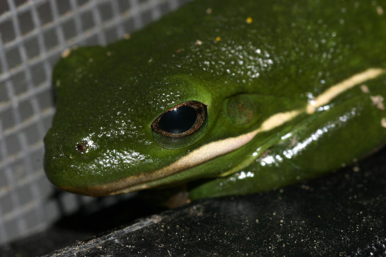 close profile of green treefrog Hyla cinerea