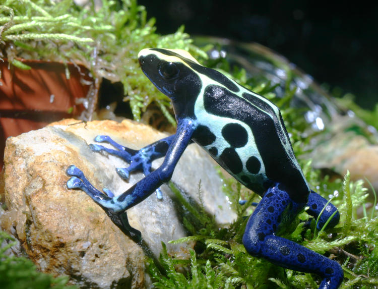 Dyeing poison frog Dendrobates tinctorius "Itch" doing pushups