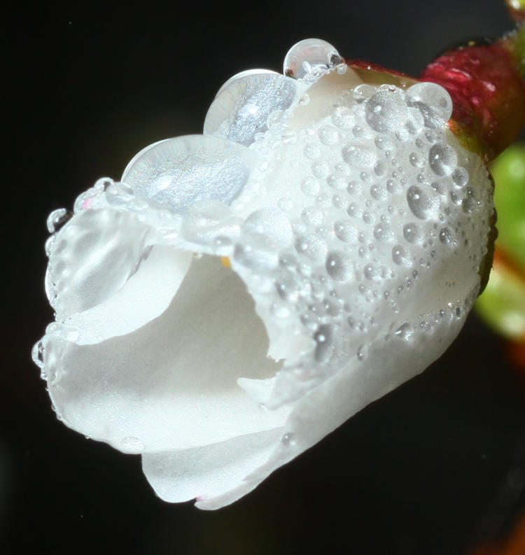 closeup detail of wet cherry blossom Prunus × yedoensis
