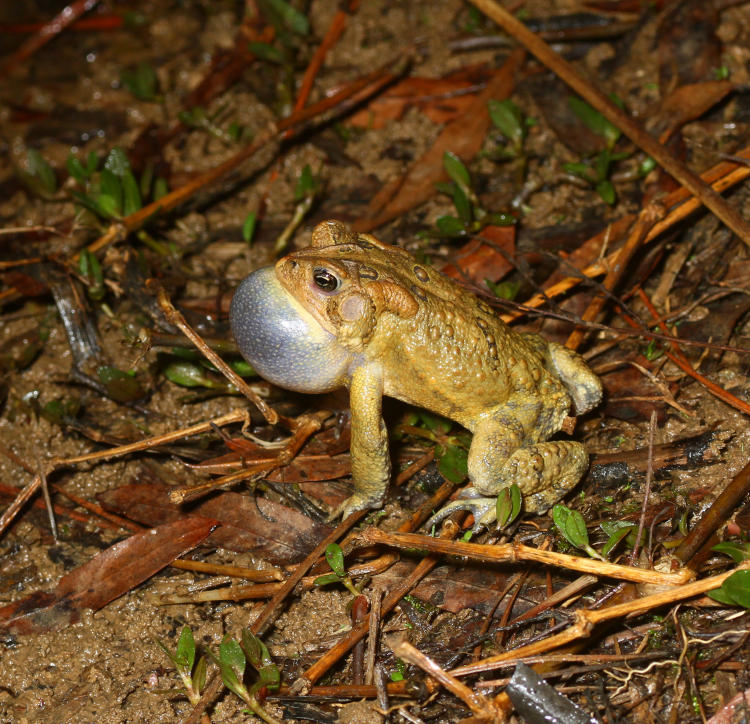 American toad Anaxyrus americanus calling