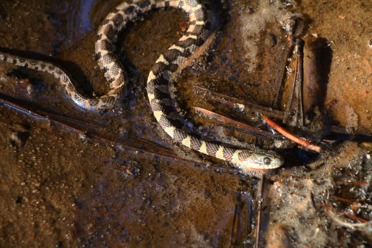 juvenile northern water snake Nerodia sipedon sipedon motionless at water's edge