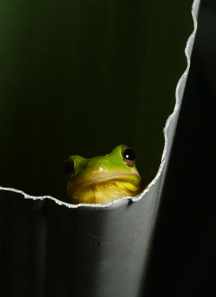 green treefrog Hyla cinerea peeking from downspout stub