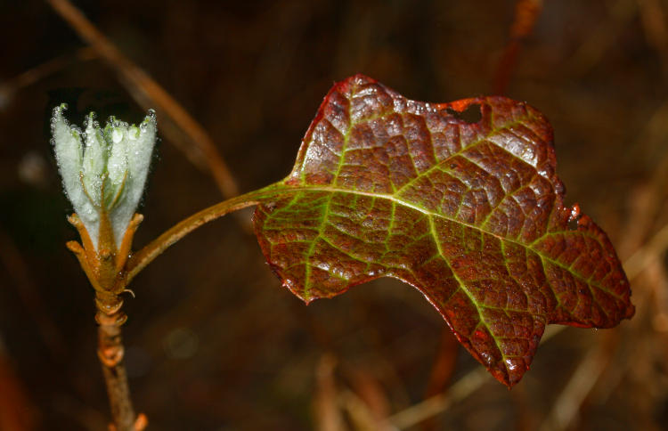 oak-leaf hydrangea Hydrangea quercifolia bud and last year's leaf