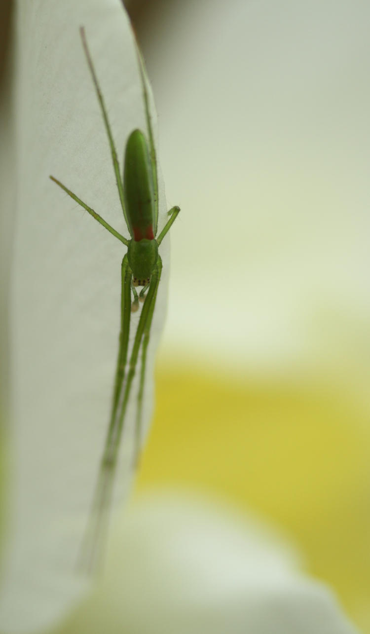 bright green orb weaver possibly Tetragnatha viridis on edge of daffodil bloom