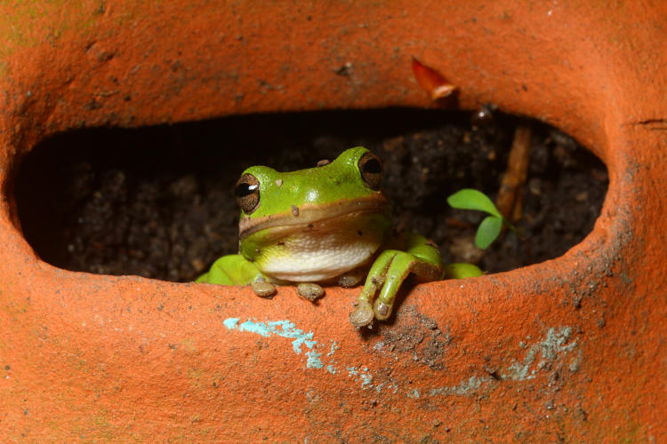 green treefrog Hyla cinerea peering out from planter well