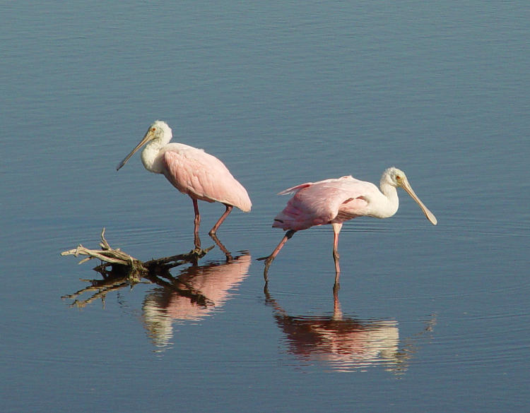 pair of roseate spoonbills Platalea ajaja  not on speaking terms