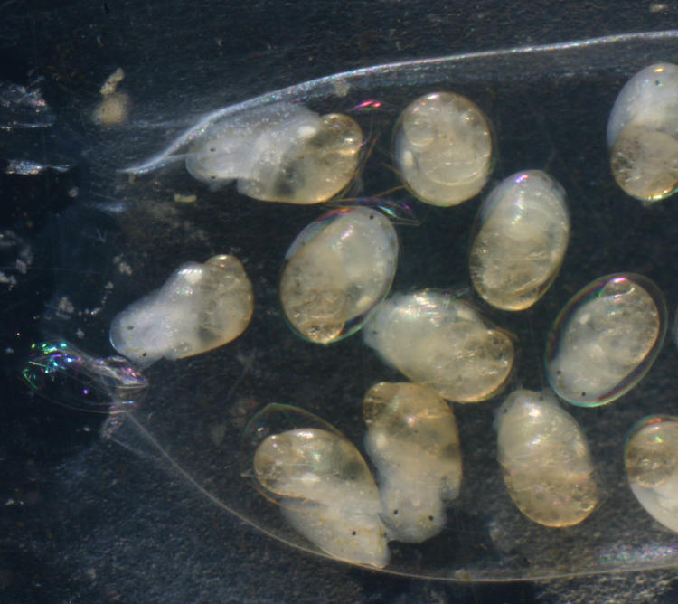 unidentified aquatic snails hatching from eggs