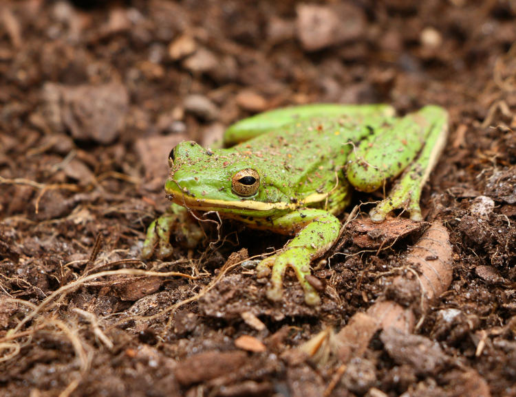 green treefrog Hyla cinerea unhappy about being disturbed