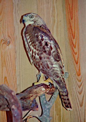 red-tailed hawk Buteo jamaicensis in rehab flight cage